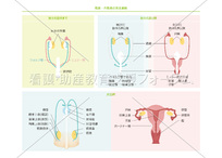 性腺・性器の発生過程