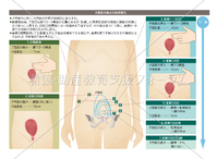 子宮底の高さの経時変化