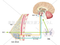 プロラクチン（PRL)とオキシトシン（OT)