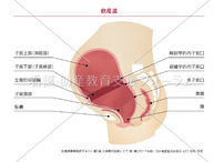 産道