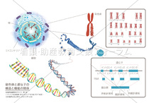 染色体と遺伝子の構造と機能の関係