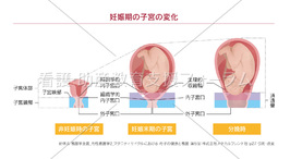 妊娠期の子宮の変化