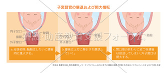 子宮頚官の展退および開大機転