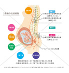 産痛の伝達経路