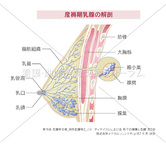 産褥期乳腺の解剖