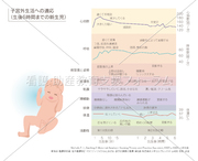 子宮外生活への適応（生後6時間までの新生児）