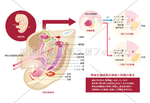 原始生殖細胞と性腺の分化