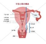 子宮と腟の構造