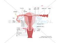 コンテンツ一覧 看護 助産教育支援フォーラム